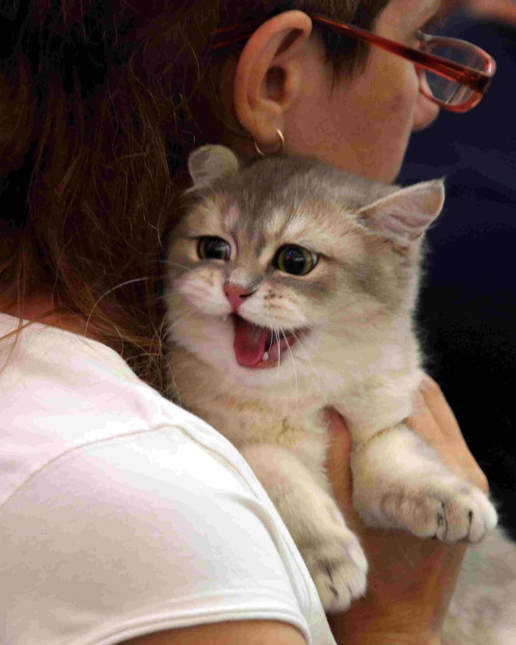在貓展上，「喵星人」主動賣萌，吸引了眾多市民觀賞拍照。