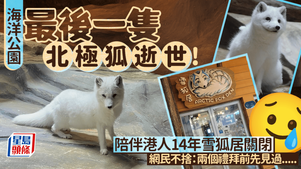 海洋公园最后一只北极狐逝世！香港出世陪伴港人11年 雪狐居关闭网民不舍：两个礼拜前先见过.....