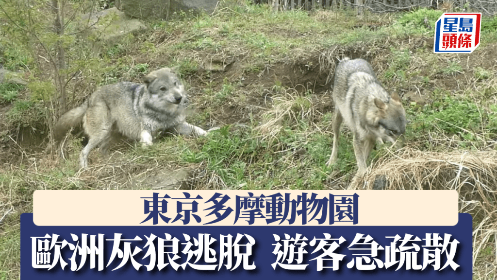 东京多摩动物园一只欧洲灰狼逃脱。YouTube@东京ズーネット