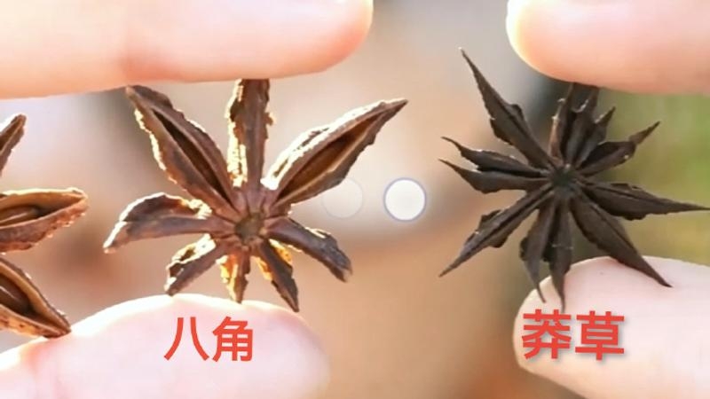 「八角」與「莽草」對比。 「八角」與「莽草」對比。