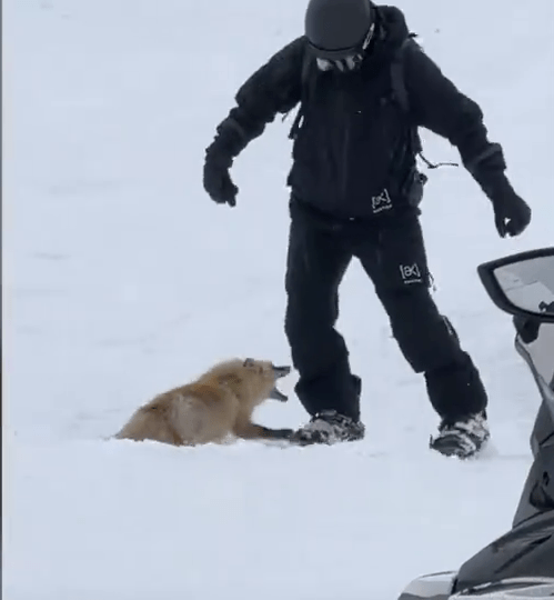 新疆滑雪场狐狸袭客,或跟发情期有关。 新疆滑雪场狐狸袭客,或跟发情期有关。