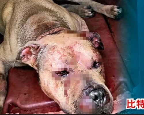 鬥狗場內的比特犬被鬥至無力攻擊倒地就算輸。
