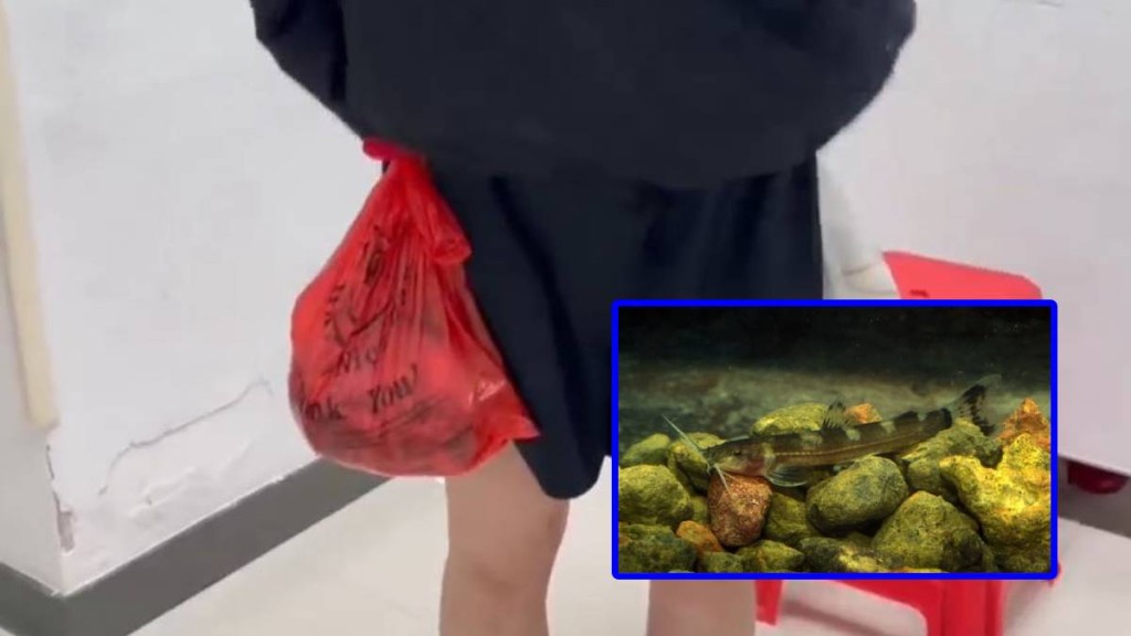 女旅客經羅湖海關北上時，被海關揭發在裙內藏著229條活魚。海關發布