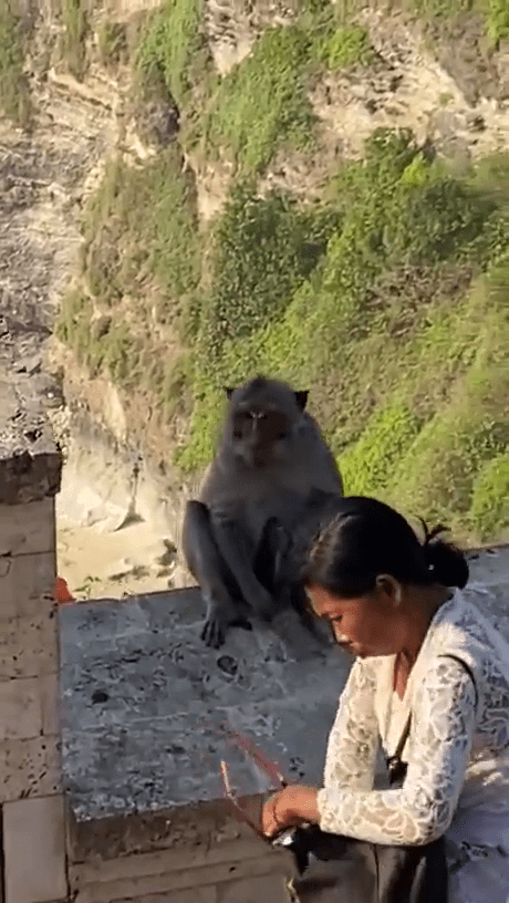 猴子鬃抱手機入懷。