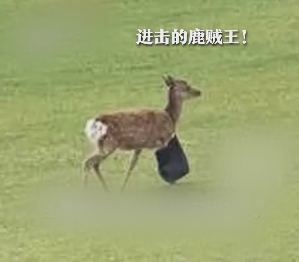 中国游客在奈良惨遇鹿贼王。 红星新闻