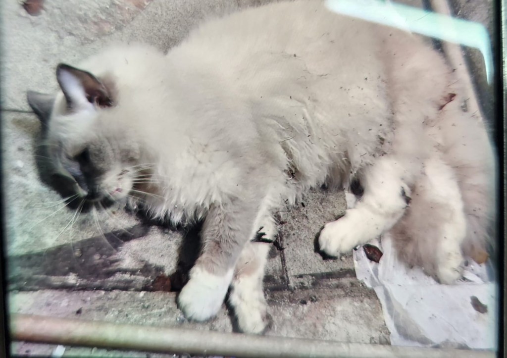 布偶猫堕楼死亡。fb： 香港失物报失及认领群组
