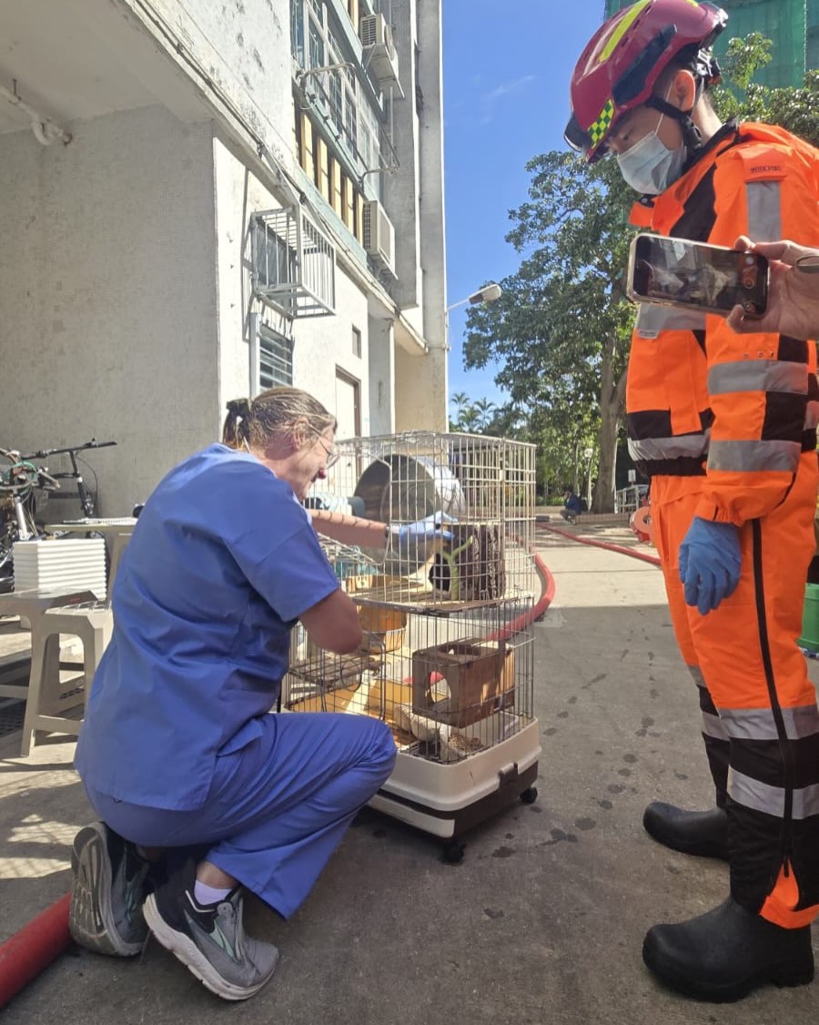 獸醫檢查救出的動物。香港愛護動物協會提供
