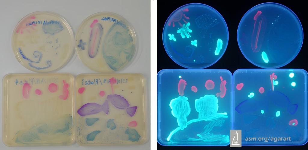 「ASM瓊脂藝術比賽2025」總決賽第五名（圖片來源：聖公會油塘基顯小學）