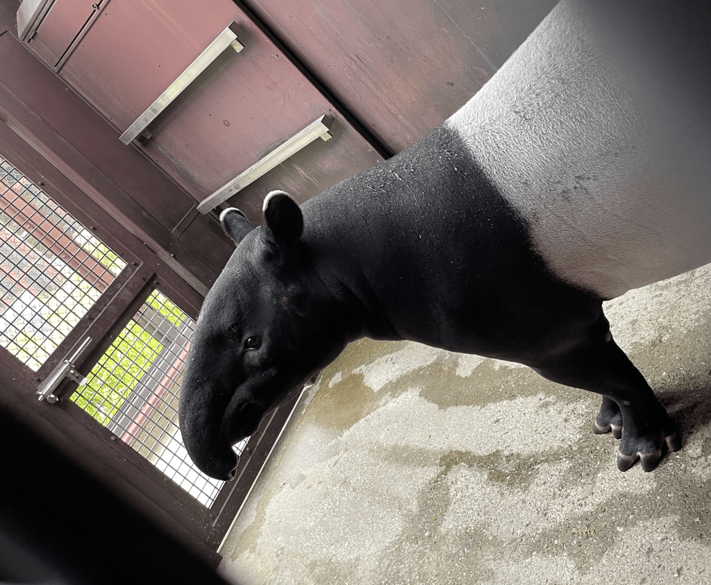 动物园期望「Hideo英雄」能够繁衍更多马来貘。（横滨动物园）