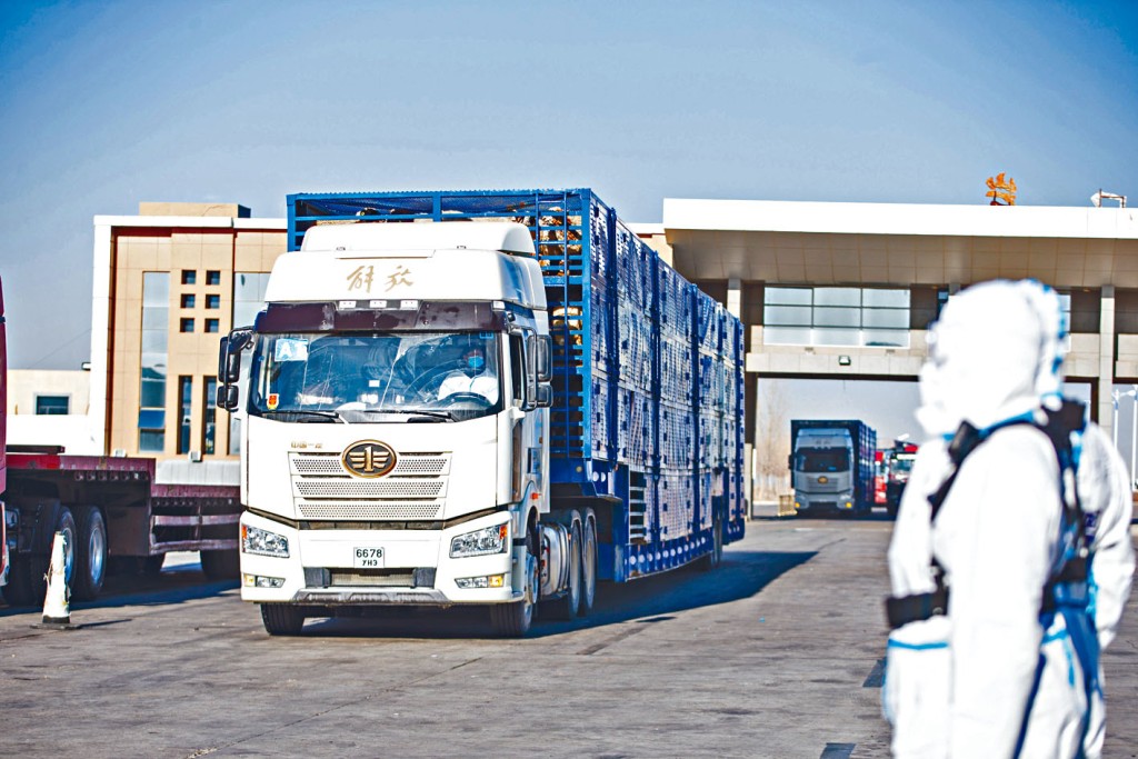 ■最后一批蒙古国捐赠羊运抵中国。