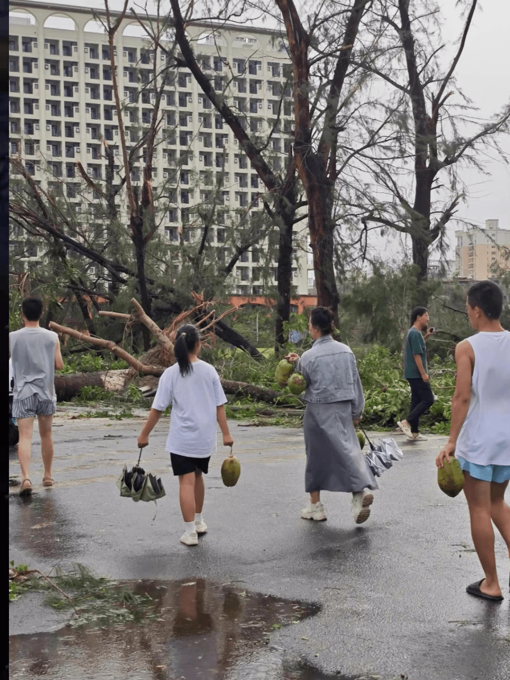 台风过境后，有市民在路边捡椰子。