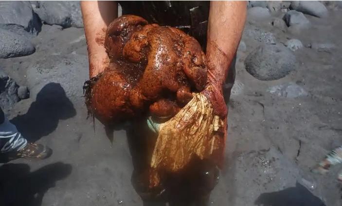科學家在沖上西班牙帕爾瑪海灘的抹香鯨體內，找到價值50萬歐元的龍涎香。  