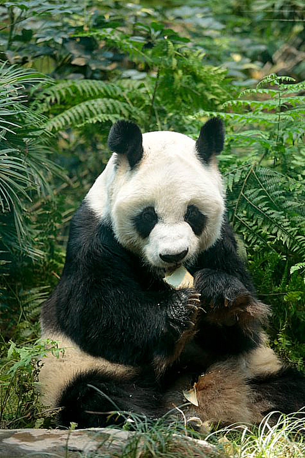 海洋公园大熊猫安安2022年接受「安乐死」，终年35岁，相等于人类105岁。资料图片
