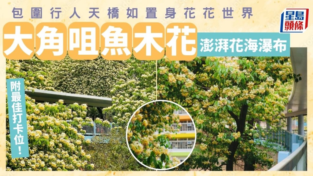 大角咀魚木花滿開!澎湃花海瀑布包圍行人天橋 如置身花花世界 附最佳打卡位/地點/交通