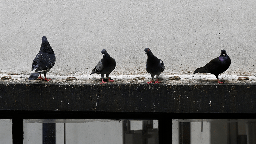 深水埗發生虐畜案。資料圖片
