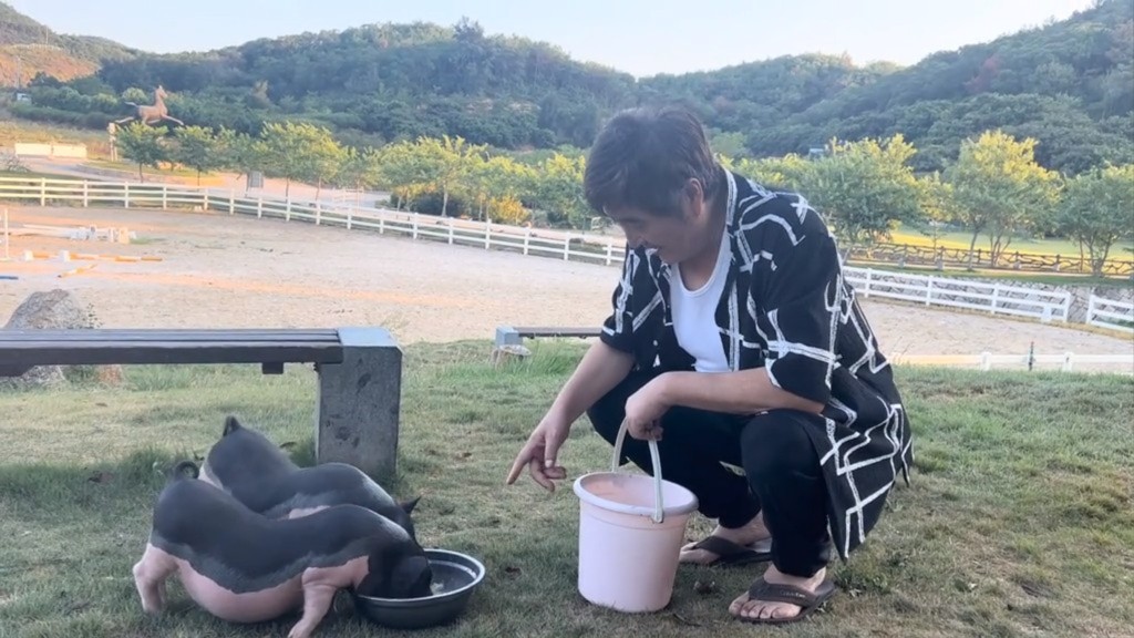 望住豬隻眉開眼笑。