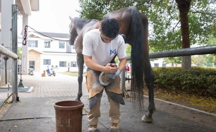 付華東成功考取中國馬術協會頒發的「釘蹄師證」。極目新聞 付華東成功考取中國馬術協會頒發的「釘蹄師證」。極目新聞