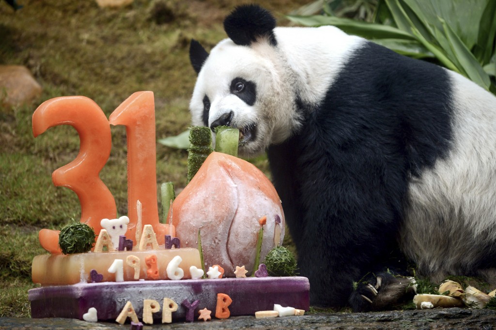 安安是全球在人类照顾下最长寿的雄性大熊猫。资料图片