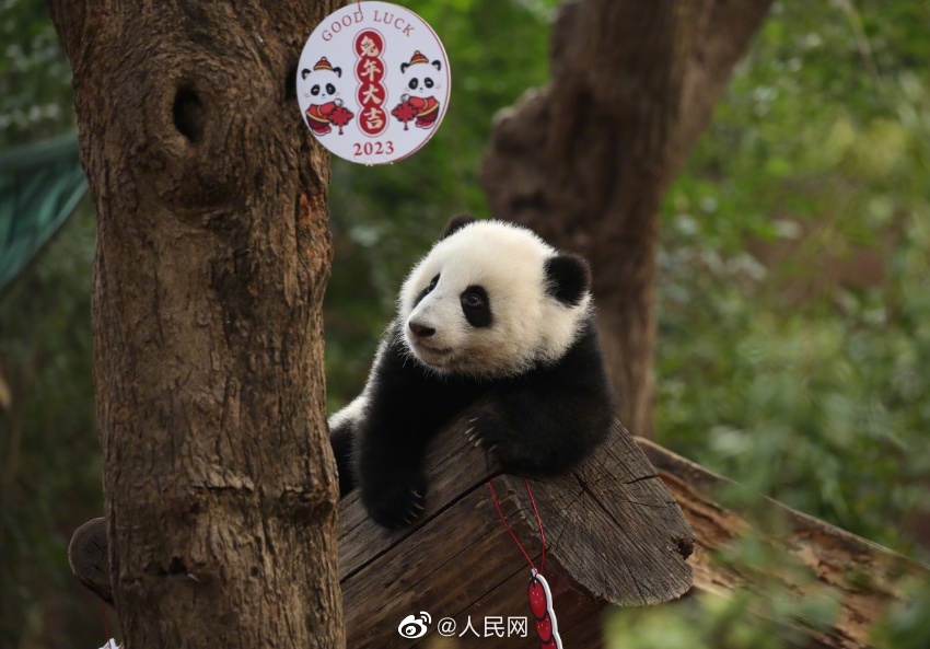 成都13只大熊猫BB亮相。人民网微博图