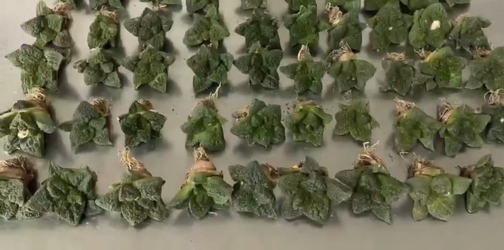 一名女客经罗湖口岸北上，被发现偷运52株“龟甲牡丹”仙人掌。海关发布