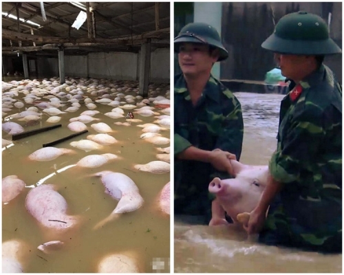 有關人員協助搶救豬隻。