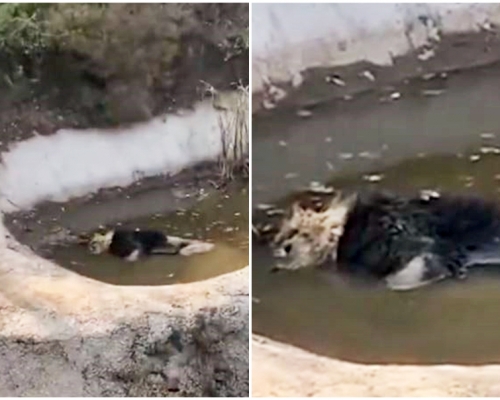 佛山野生動物園內的一隻獅子被發現泡在水中，疑似溺斃。網圖