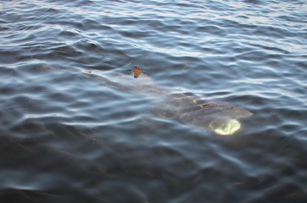 本周一（12日）在法爾茅斯發現4.5米長的姥鯊。 