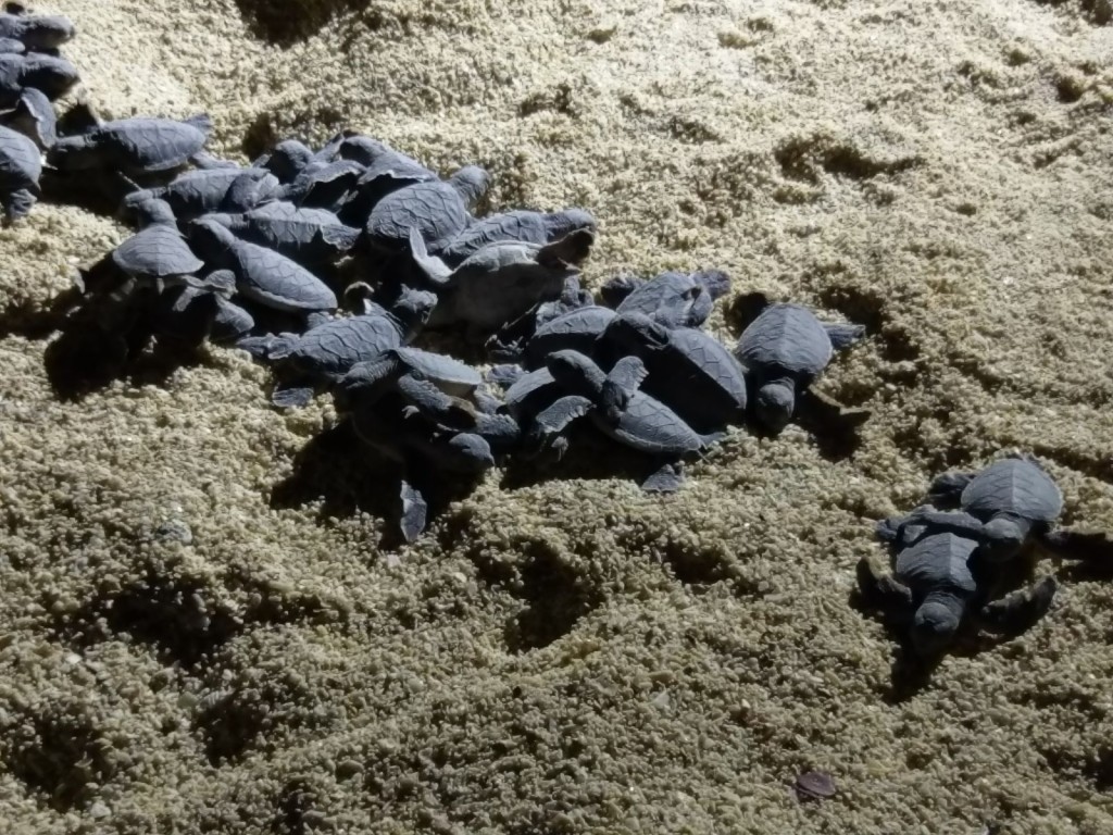 南丫島深灣是本港唯一錄得綠海龜定期產卵的地點。資料圖片