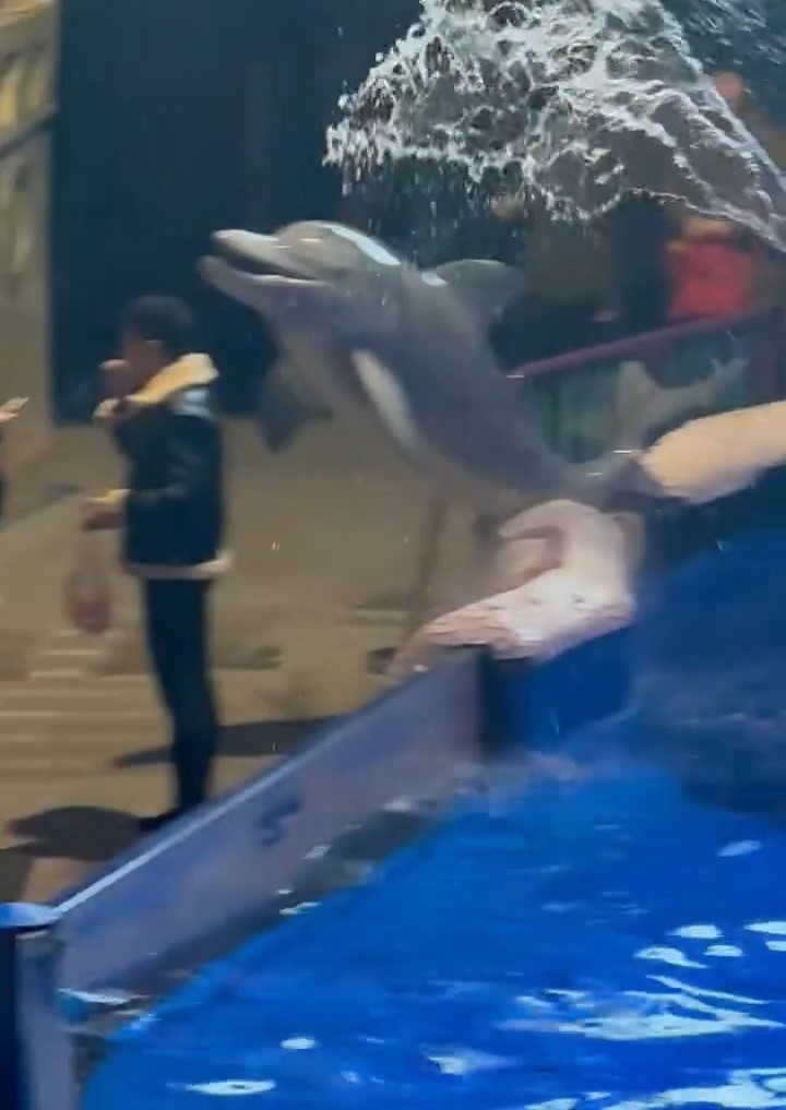 網傳大連一海洋館內,一名男遊客無視吸煙禁令,水池內白鯨噴水淋頭獲激讚。紅星新聞 網傳大連一海洋館內,一名男遊客無視吸煙禁令,水池內白鯨噴水淋頭獲激讚。紅星新聞