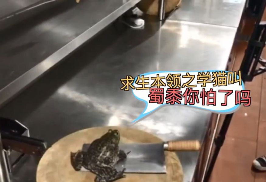 牛蛙在砧板上發出了像貓咪叫的「喵」......「喵」。網圖