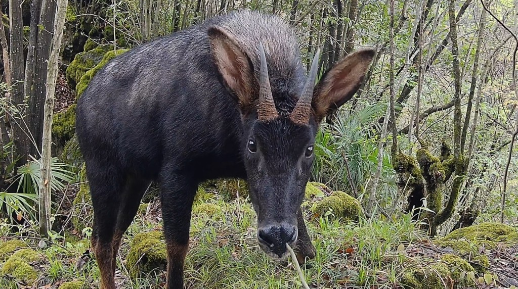 「天马神兽」即是相当稀有的物种「中华鬣羚」。网片截图