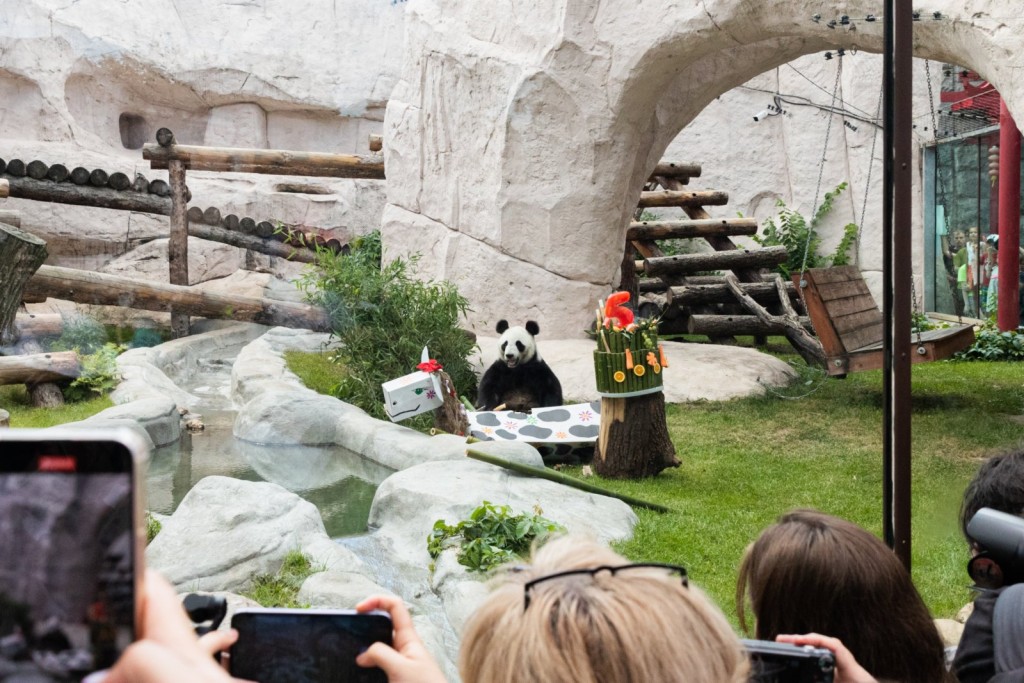 旅居俄羅斯的大熊貓「如意」和「丁丁」。 新華社圖