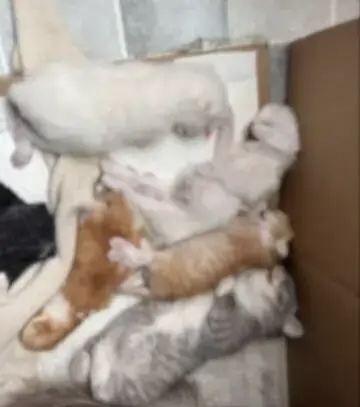 女子用「寵物消毒液」拖地後5幼貓死亡。