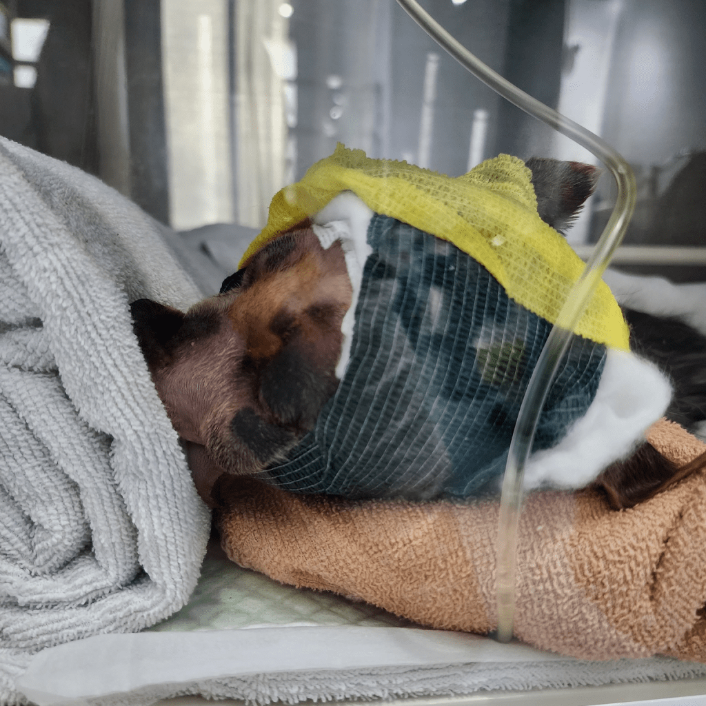狗狗正身處深切治療病房，仍未渡過危險期。fb「NPV非牟利獸醫服務協會」圖片