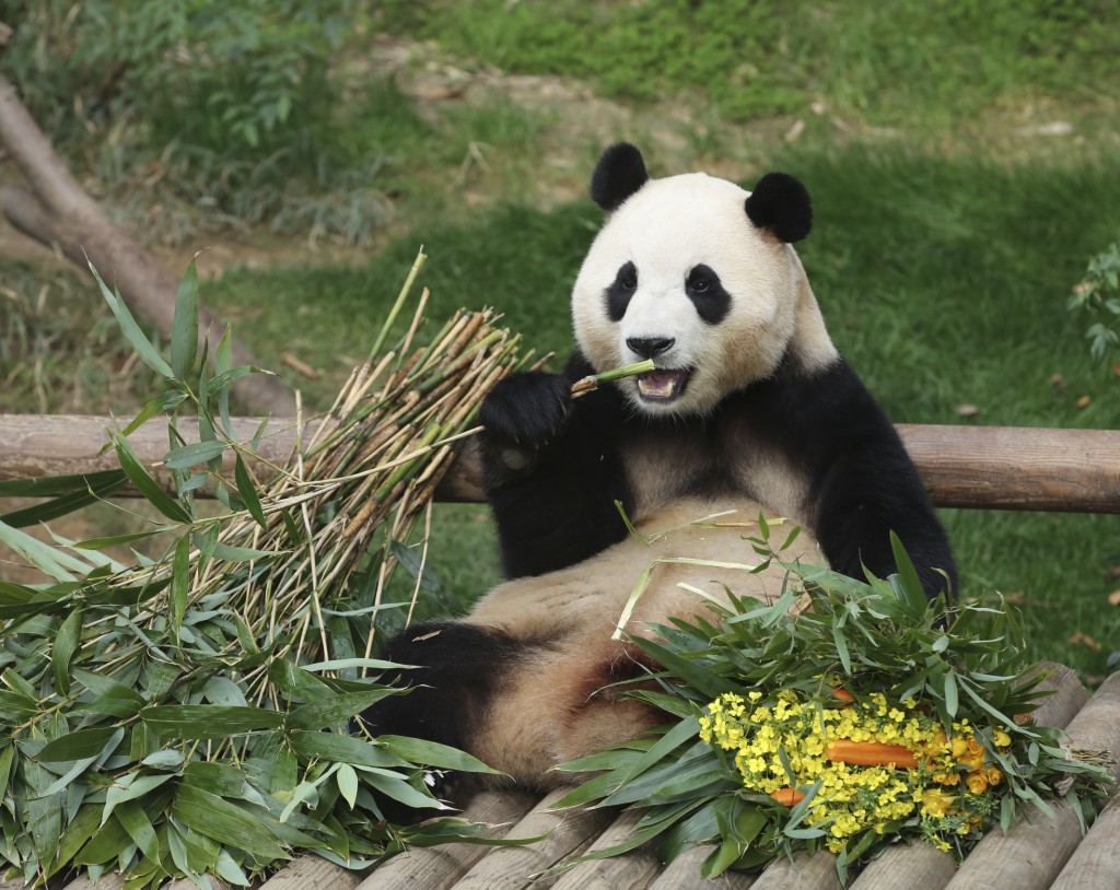 大熊猫「福宝」于4月初回国。（新华社）