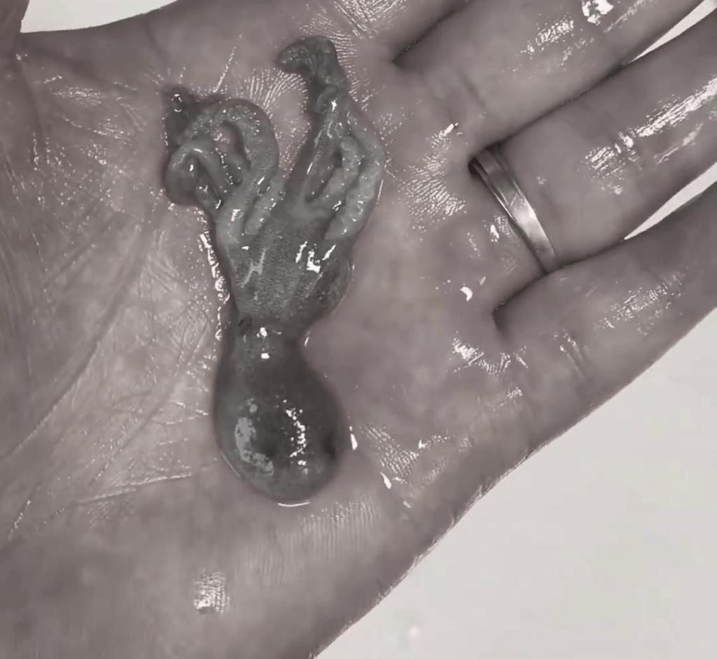 當事男子將八爪魚清洗。 當事男子將八爪魚清洗。