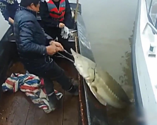 黑龍江撫遠一名漁民誤捕44公斤重已有魚卵的達氏鰉。(網圖)