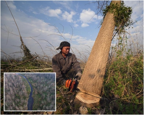 湖南当局宣布已全数清理洞庭湖保护区核心区内300万棵欧美黑杨。网图