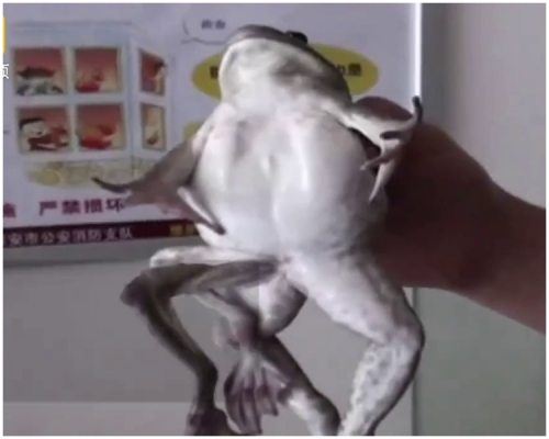 六腿蛙。片段截圖