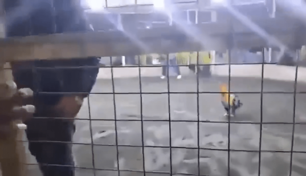 科爾佐當日帶着一隻黑色鬥雞出賽,準備迎戰另一隻啡色鬥雞。 科爾佐當日帶着一隻黑色鬥雞出賽,準備迎戰另一隻啡色鬥雞。