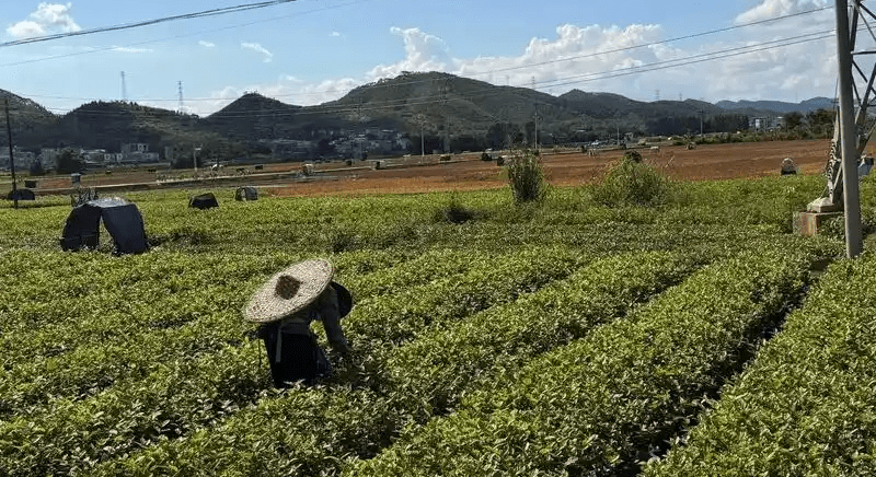 正在採摘茉莉花的花農。 央廣網