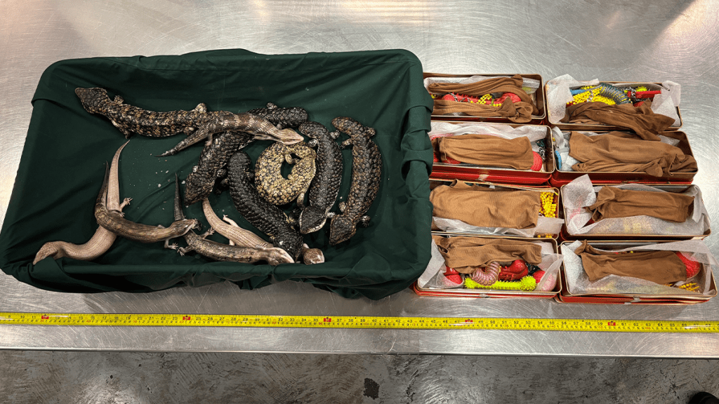 海關在香港國際機場檢獲11隻懷疑受管制屬瀕危物種的活蜥蜴，估計市值約20.5萬元。