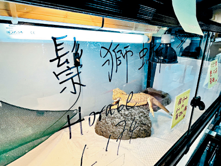 龍年未盡，兩棲及爬蟲協會已接收多隻被棄養蜥蜴，圖為其中1隻鬃獅蜥。