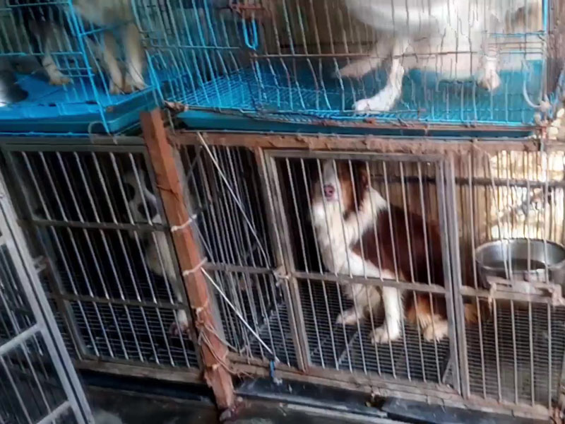 牧羊犬缺乏运动,易有精神失常、情绪焦虑等问题。(网图)