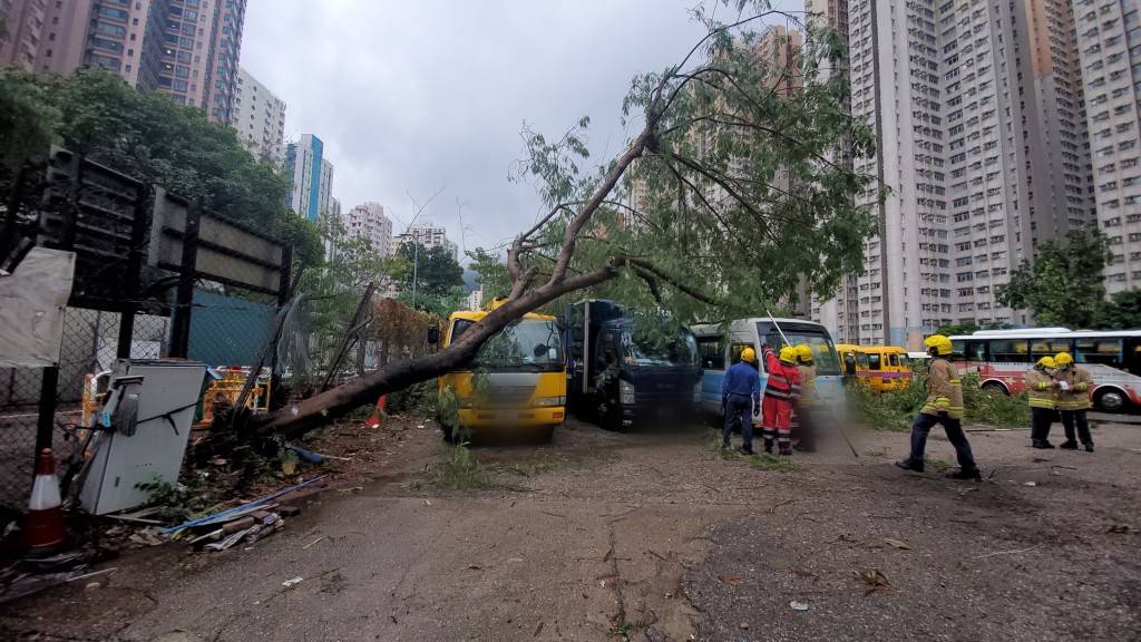 一棵12米高大樹在風雨中倒塌，壓落停車場內4部車輛。蔡楚輝攝  ​