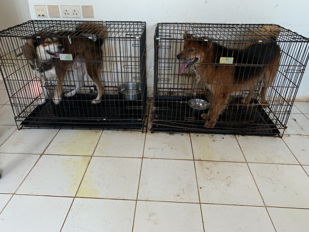 「愛·領養動物中心」發現有31隻狗隻被棄置在一間村屋內。「愛·領養動物中心」FB