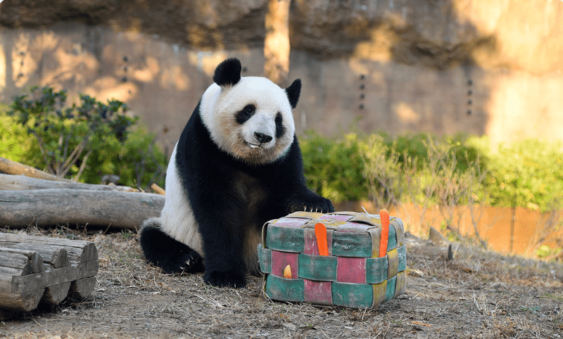 東京上野動物園的雙胞胎大熊貓「曉曉」與「蕾蕾」，原定於2026年2月20日歸還中國，近日傳出因協商調整，歸還時間將提前至2026年1月下旬。上野動物園