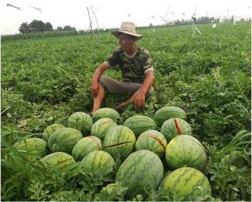 王彥明坐在田裡看到被砍爛的西瓜就痛哭。