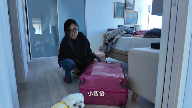 王祖賢的愛犬來幫忙。 王祖賢的愛犬來幫忙。