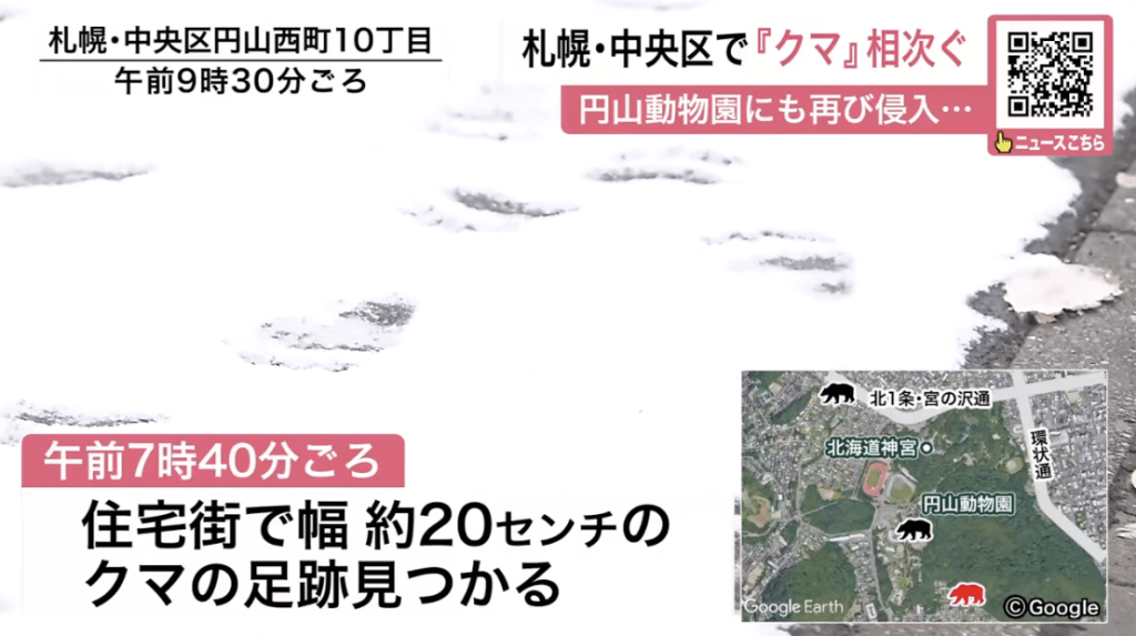 北海道札幌市中央區近日熊蹤頻仍，11日早晨再度在圓山動物園及周邊住宅區發現棕熊足跡，令居民人心惶惶。Youtube@北海道ニュースUHB 